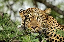 From Roar to River: Chobe’s Ultimate Sunrise-to-Sunset Safari