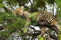 Chobe Sunrise Leopard and Lion Safari Tracking