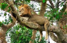 From Roar to River: Chobe’s Ultimate Sunrise-to-Sunset Safari