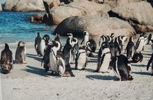 Half Day Cape Point and Boulders Beach Penguin Group Tour