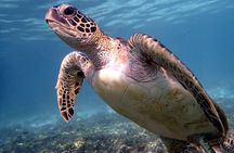 Private Daymaniyat Islands Snorkeling Trip up to 15 Passengers