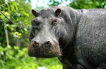 Chobe Signature Safari: Land & River Experience for Small Groups
