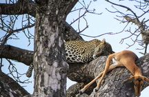 Chobe Sunrise Leopard and Lion Safari Tracking