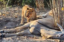 Chobe Signature Safari: Land & River Experience for Small Groups