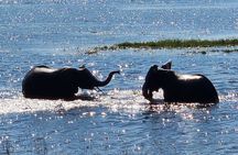 Chobe Signature Safari: Land & River Experience for Small Groups