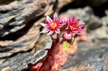 High Sierra Nevada hike ( snowshoeing in winter conditions)