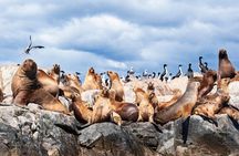 Penguins and Beagle Channel Patagonia Experience