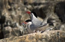 Beagle Channel & exclusive experience at the end of the world