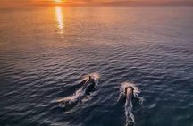 Medulin: 3-Hour All-Inclusive Dolphin Sunset Cruise with Dinner