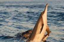 Medulin :All-Inclusive Pirate Boat Dolphin Watching Sunset Cruise