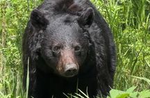 Upper Loop: Lamar Wildlife Safari from Gardiner | PRIVATE + Lunch