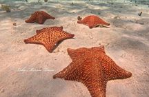 Star and Turtle Sanctuary Snorkeling Tour in Cozumel