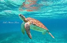 Star and Turtle Sanctuary Snorkeling Tour in Cozumel