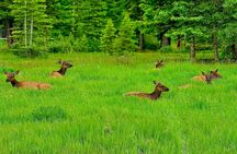 Evening Private Tour Best of Banff Wildlife