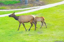 Evening Private Tour Best of Banff Wildlife