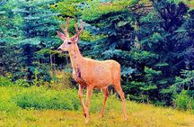 Evening Private Tour Best of Banff Wildlife