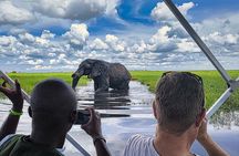 Gentle Giants at the Water’s Edge: Half day Chobe River Safari