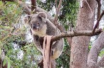 Koalas, Glow Worms & Kangaroos - Nature & Rainforest Walk