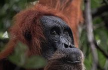 1 Day Ethical Jungle Trekking