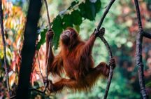 1 Day Ethical Jungle Trekking