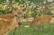 Osaka＆Nara Private Highlights Customizable Tour English Driver