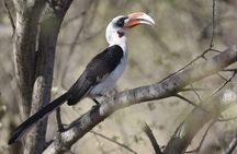 7-Day Northern Tanzania Birdwatching and Wildlife Safari