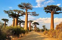 Baobab & Grand Tsingy Walk in 14 Days