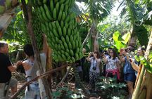 Eco Friendly Banana Cultivation Tour in La Palma