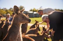 Kiama & Kangaroos - Sydney South Coast Escape
