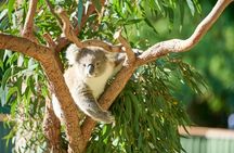 Kiama & Kangaroos - Sydney South Coast Escape