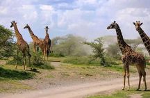 Mikumi Day Trip by Flight From Zanzibar