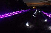 An Immersive Night Tour Between Vines and Lights