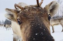 ROVANIEMI: Reindeer Farm Visit and Walking