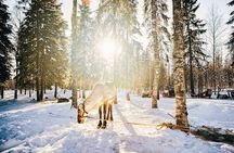 ROVANIEMI: Reindeer Farm Visit and Walking