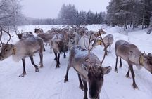 ROVANIEMI: Reindeer Farm Visit and Walking