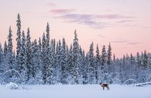 ROVANIEMI: Reindeer Farm Visit and Walking