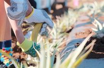 Maui Pineapple Planting Experience