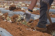 Maui Pineapple Planting Experience