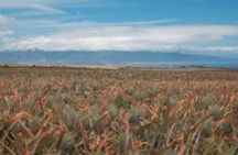 Maui Pineapple Planting Experience