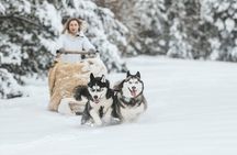 Husky Sprint 2 km Winter Sled Ride and Farm Visit
