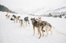 Husky Sprint 2 km Winter Sled Ride and Farm Visit