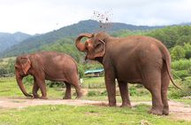 Big Boy Elephant Sanctuary and Bamboo Rafting Experience