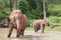 Big Boy Elephant Sanctuary and Bamboo Rafting Experience