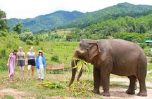 Big Boy Elephant Sanctuary and Bamboo Rafting Experience