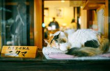 Osaka Wakayama Cat Train, Seafood market, Hot Springs Tour