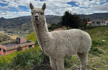 Andes and Amazon in 3 days: Cotopaxi, Quilotoa, Baños, Amazon