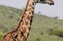 Mikumi National Park Day Safari from Zanzibar Flights Included