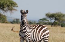 Mikumi National Park Day Safari from Zanzibar Flights Included