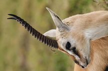 Mikumi National Park Day Safari from Zanzibar Flights Included