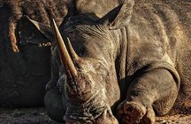 Rhino Trekking + Safari in the Bush near the Zambezi River